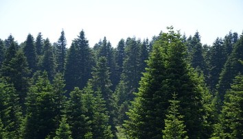 Borovice na Slovensku žltnú. Výskum odhalil, čo ich napáda