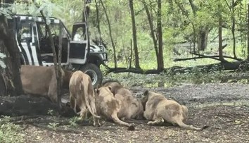 VIDEO: Na ošetrovateľa sa pred zrakmi turistov vrhla svorka levov. Desivú scénu zachytili na kameru