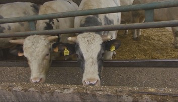 Aké sú príznaky slintačky a krívačky? Ide o jednu z najnákazlivejších infekčných chorôb