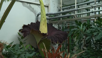 Raritná udalosť v bratislavskej botanickej záhrade. Zvedavci čakali v dlhom rade niekoľko hodín