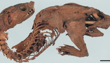 Odborníci konečne prišli na kĺb záhade starovekého „mumifikovaného draka“. Také rozuzlenie nik nečakal