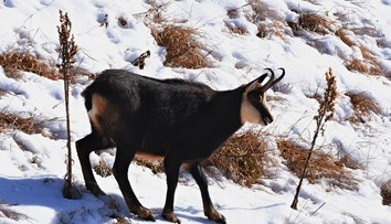 Správa TANAP-u žiada o výnimku na prikrmovanie zveri, no čelí kritike