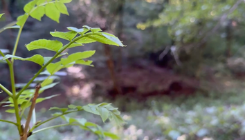 Požiar v lese pri Rudne nad Hronom odhalil hororový nález. Hasiči objavili obhorené ľudské ostatky