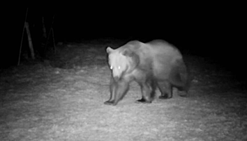 Medvede sa už prebudili po zimnom spánku. Na Liptove postavili do pozoru aj zásahový tím