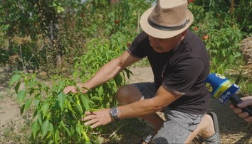 Pomohol mu trik starých rodičov. Záhradkárovi z Hlohovca sa darí chrániť úrodu aj v čase horúčav