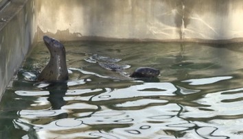 Košická zoo sa teší z nového prírastku. Toto je Lukas a Evi