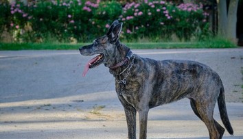 Zatúlaný pes pobehoval po dedine. Zachránil tak život svojho majiteľa