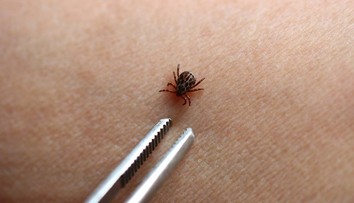 Kliešte si svoje obete vyberajú: Táto krvná skupina ich láka najviac