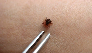 Kliešte si svoje obete vyberajú: Táto krvná skupina ich láka najviac