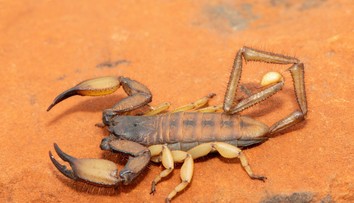 Prežili dinosaury, nezabije ich ani výbuch atómovej bomby. Vedci zistili, prečo sú škorpióny víťazmi evolúcie