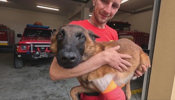 Záchranársky pes sa zranil pri dopravnej nehode. Majiteľ však na jeho liečbu nemá peniaze