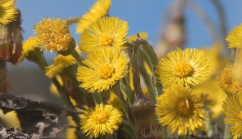 Fascinujúci úkaz pri Ružomberku. Z ničoho nič vyrástlo žlté more, zaskočilo aj vedcov