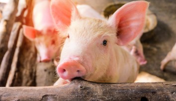 Potvrdili ďalší prípad afrického moru prasiat na Slovensku
