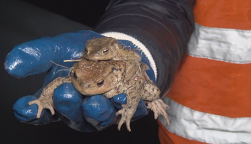 Ropuchy sa už sťahujú a často končia pod kolesami áut. Život im zachraňujú dobrovoľníci