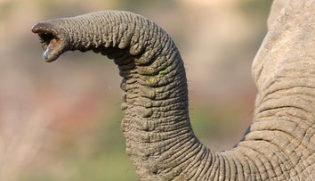 Video, ktoré pobúrilo celý svet: Nezodpovedný turista lial pivo rovno do chobota slona