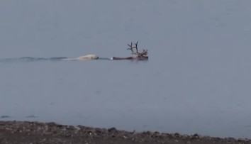 VIDEO: Vedci prvýkrát pozorovali ľadového medveďa, ako v mori loví soba