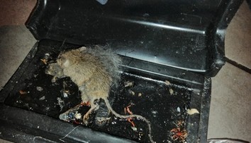 Pozrite sa, aké nechutnosti našli inšpektori pri testovaní kvality potravín