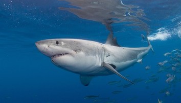 Žraloky čoraz častejšie opúšťajú hlbiny. Vedci odhalili, čo ich ženie k brehom