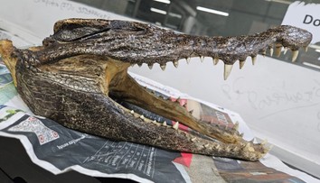 Muž mal v batožine šokujúci suvenír. Zatkli ho priamo na letisku