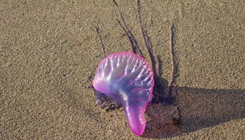 Na obľúbenej španielskej pláži objavili nebezpečného tvora. Jeho dotyk môže spôsobiť smrť