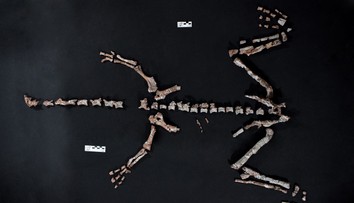 FOTO + VIDEO: V Argentíne objavili takmer kompletnú kostru jedného z najstarších dinosaurov