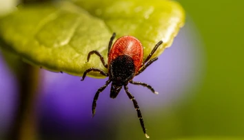 Kliešťa mal prisatého len krátko. O pár týždňov nedokázal hovoriť ani otvoriť oči