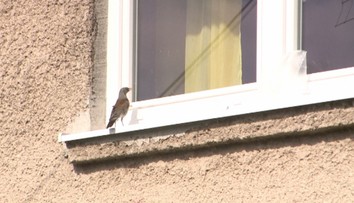 Zúfalú dôchodkyňu od Prešova terorizuje agresívny vták. Dôvod vás pobaví