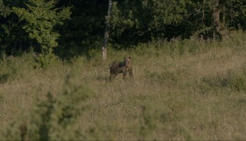 Najviac medveďov usmrtili na Poľane. S kamerou sme tam strávili noc, pozrite sa, ako to tam vyzeralo