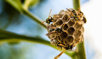 Nielen kliešte. V tomto roku nám podľa odborníkov hrozí veľké premnoženie nebezpečného hmyzu