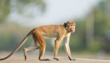 Bizarná situácia: Opica poškodila transformátor a spôsobila blackout