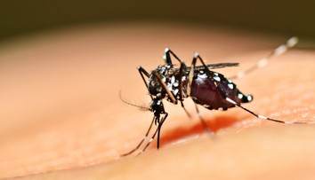 Vedci možno našli spôsob, ako poraziť maláriu. Riešením môžu byť samotné komáre