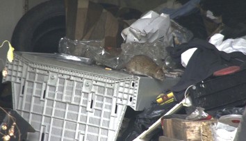 V Topoľčanoch bojujú s potkanmi. V meste rozbehli celoplošnú deratizáciu