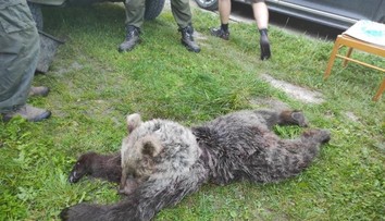 FOTO: Na Turci auto usmrtilo medveďa. Ide zrejme o jedinca, ktorému matka pri obrane syna zabodla vidly do zadku