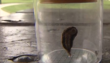 Štát v USA sa borí s inváziou jedovatých húseníc. Kontakt s nimi spôsobuje viacero problémov