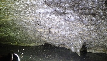 Fascinujúci objav vedcov: Hlboko v tmavej jaskyni našli pavúčie megamesto s najväčšou pavučinou sveta