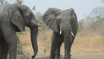Artur sa zamiloval do Afriky:  Zachraňuje životy slonov a bojuje proti pašerákom