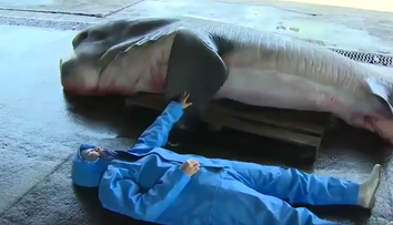 Rybárom padla sánka. Tohto obra chytili do siete