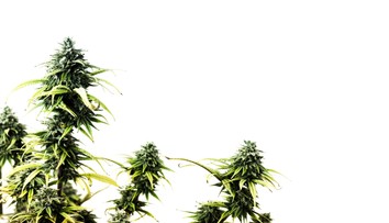 Albánska polícia tohto roku zničila marihuanu za tri miliardy eur