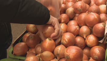 Cibule je málo a z jej ceny sú mnohí v šoku. Zásoby sa navyše rýchlo míňajú