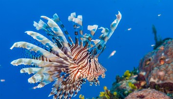 Invázia prudko jedovatých rýb v Stredozemnom mori. Pre človeka predstavujú potenciálne ohrozenie