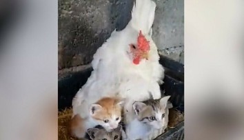 Nič roztomilejšie ste dnes nevideli. Farmár našiel pod sliepkou namiesto vajec niečo úplne iné