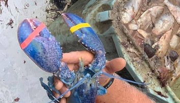 Kapitálny úlovok otca so synom. Šanca na niečo podobné je jedna ku dvom miliónom