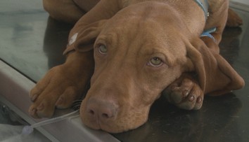 Prichádza bez varovania a šíri sa veľmi rýchlo. Táto choroba číha na vašich psov