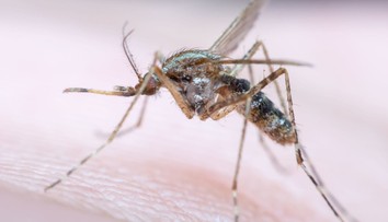 Určite vás to zaskočí. Vedci zistili, ktoré farby najviac priťahujú komáre