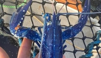 Parádny úlovok rybára začiatočníka. Šanca na chytenie tohto modrého tvora je extrémne malá