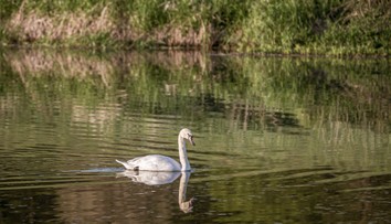 Vtáčia chrípka na Záhorí: Našli uhynutú labuť infikovanú vírusom