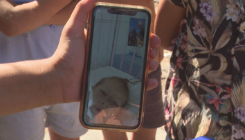 Chlapca (6) zasiahol brok vedľa srdca. Spúšť stlačil brat (4), vzduchovku našiel opretú o stenu