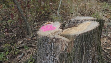 Bez povolenia vyrezali stovky stromov pri Trenčíne. Firma má na rováši aj ďalšie prešľapy