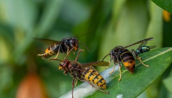 Bodnutie sršňom skončilo fatálne. Matke dvoch detí nedokázali pomôcť ani záchranári