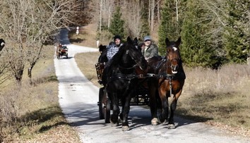 Konské stádo na Muránskej planine zapriahnu do kočov. Stane sa z nich jedinečná atrakcia